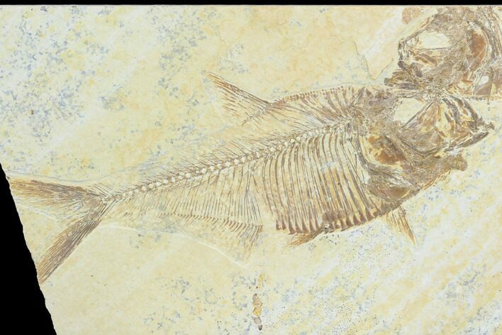 Bargain, Diplomystus Fossil Fish - Wyoming #126009